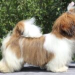 Princess-female-Shih-Tzu-puppy-for-sale-4
