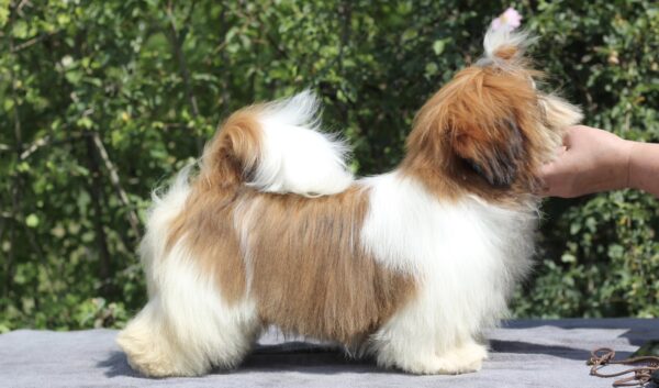 Princess Shih Tzu Princess Shih Tzu