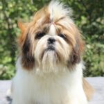 Princess-female-Shih-Tzu-puppy-for-sale-5