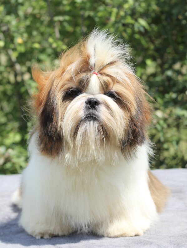 Princess Shih Tzu Princess Shih Tzu