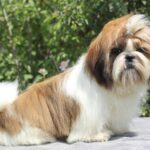 Princess-female-Shih-Tzu-puppy-for-sale-6