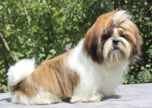 Princess Shih Tzu Princess Shih Tzu