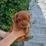 Rijey-male-Maltipoo-puppy-for-sale-1