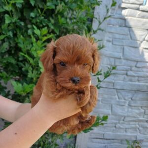 Rijey Maltipoo Rijey Maltipoo