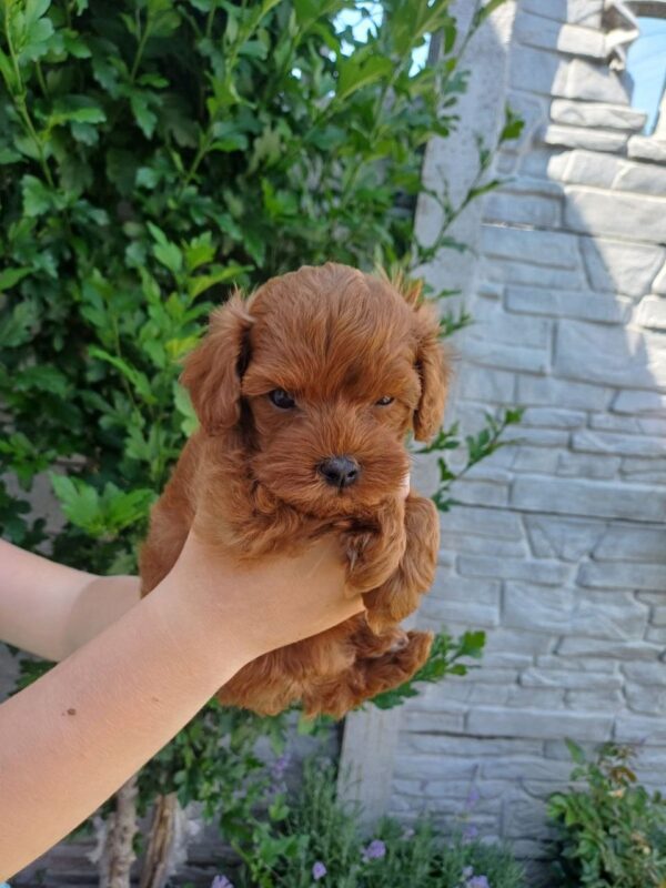 Rijey Maltipoo Rijey Maltipoo