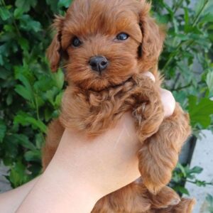 Rijey Maltipoo Rijey Maltipoo