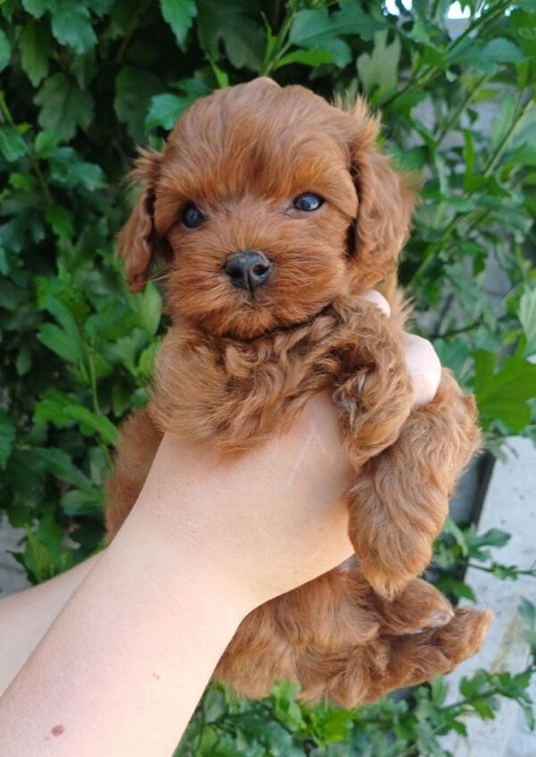 Rijey Maltipoo Rijey Maltipoo