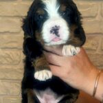 Rinna-female-Bernese-Mountain-puppy-for-sale-1-e1748258136511