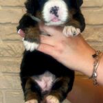 Rinna-female-Bernese-Mountain-puppy-for-sale-2