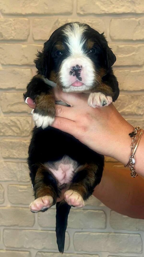 Rinna Bernese Mountain Dog Rinna Bernese Mountain Dog