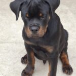 Rocco-male-rottweiler-puppy-for-sale- (1)