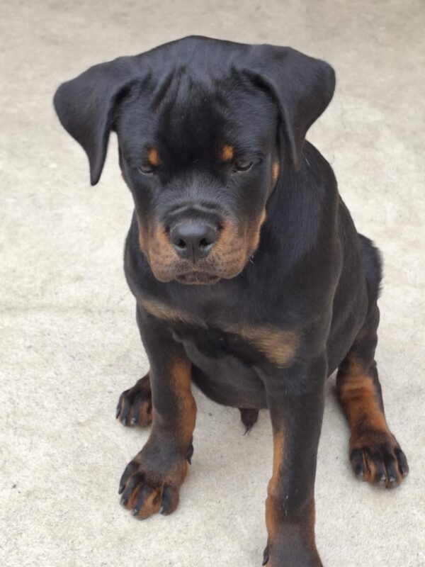 Rocco Rottweiler Rocco Rottweiler