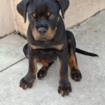 Rocco-male-rottweiler-puppy-for-sale- (1)