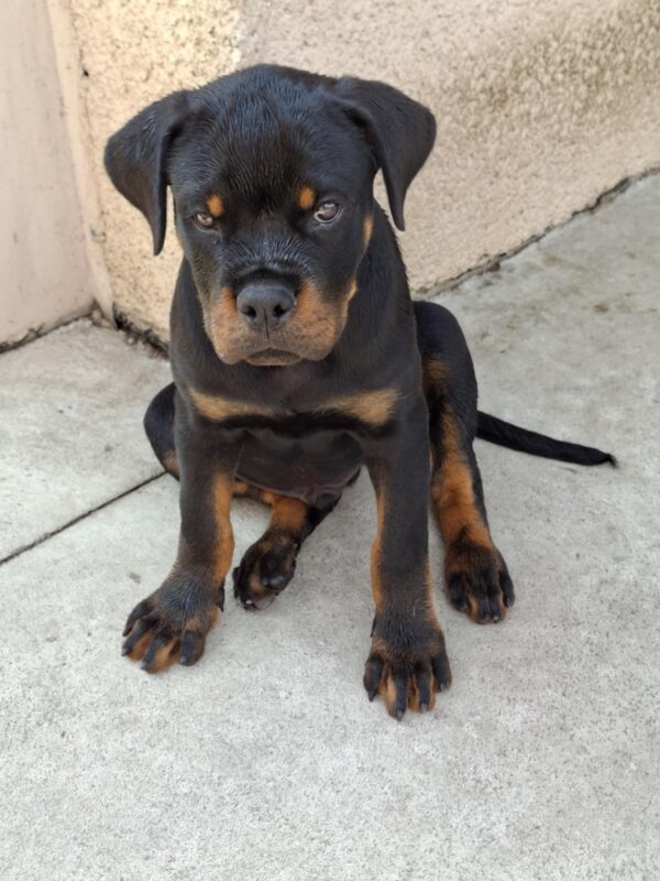 Rocco Rottweiler Rocco Rottweiler