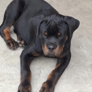 Rocco Rottweiler