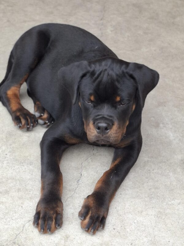 Rocco Rottweiler Rocco Rottweiler