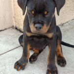 Rocco-male-rottweiler-puppy-for-sale- (2)