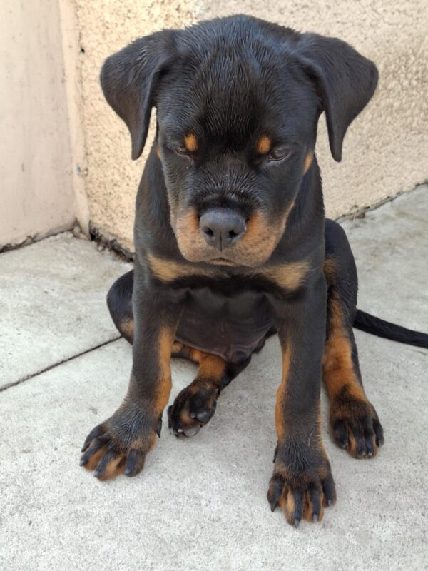 Rocco Rottweiler Rocco Rottweiler