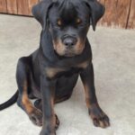 Rocco-male-rottweiler-puppy-for-sale- (3)