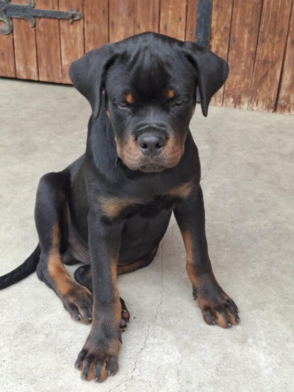 Rocco Rottweiler Rocco Rottweiler