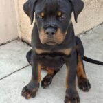Rocco-male-rottweiler-puppy-for-sale- (3)