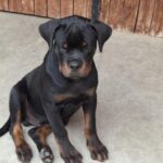 Rhea and Roxy Rottweiler