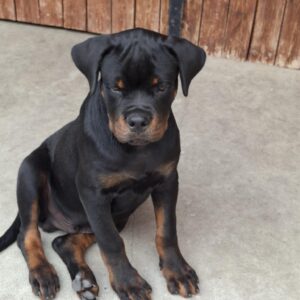 Rocco Rottweiler