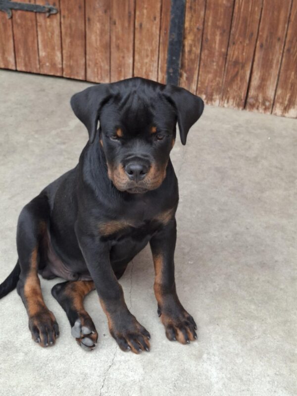 Rocco Rottweiler Rocco Rottweiler