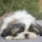 Roland-male-Shih-Tzu-puppy-for-sale-1