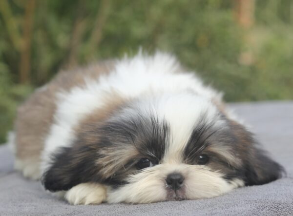 Roland Shih Tzu Roland Shih Tzu
