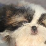 Roland-male-Shih-Tzu-puppy-for-sale-2