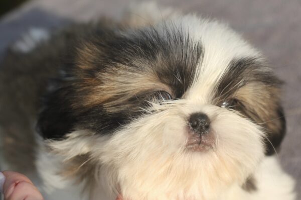 Roland Shih Tzu Roland Shih Tzu