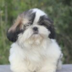Roland-male-Shih-Tzu-puppy-for-sale-3