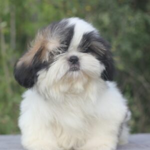 Roland Shih Tzu