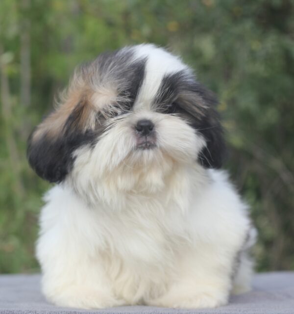 Roland Shih Tzu Roland Shih Tzu