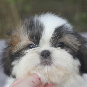 Roland Shih Tzu