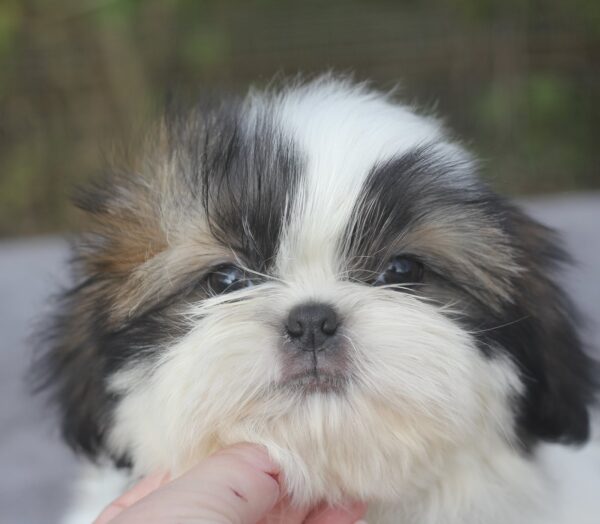 Roland Shih Tzu Roland Shih Tzu