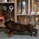 Romolusz-male-dachshund-puppy-for-sale-1 (1)