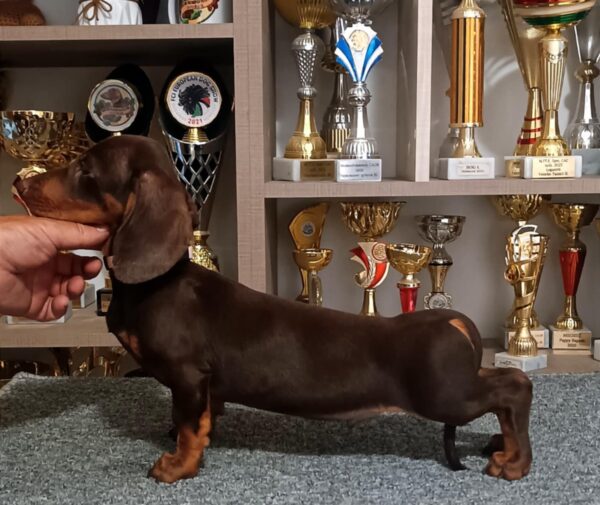 Romolusz Dachshund Romolusz Dachshund