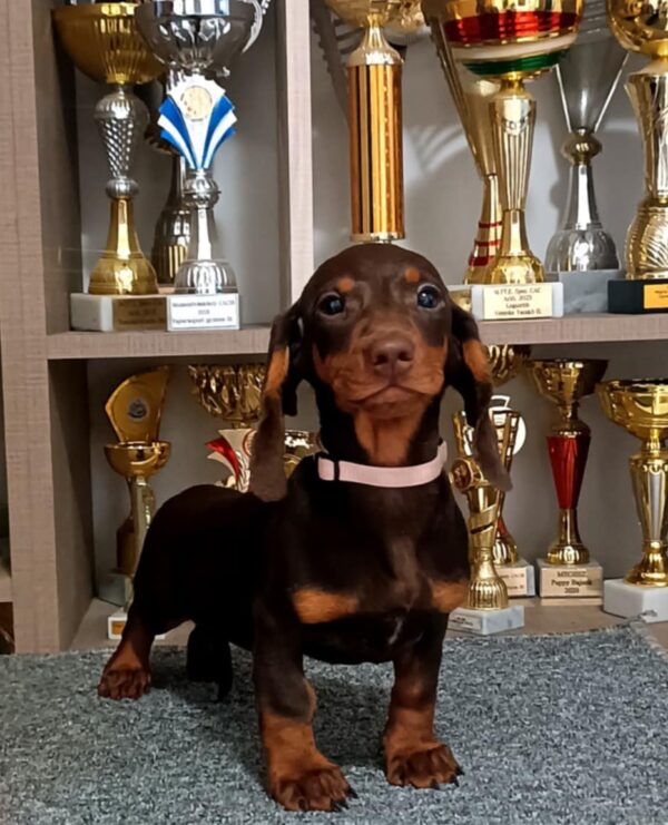 Romolusz Dachshund Romolusz Dachshund