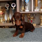 Romolusz-male-dachshund-puppy-for-sale-1 (3)