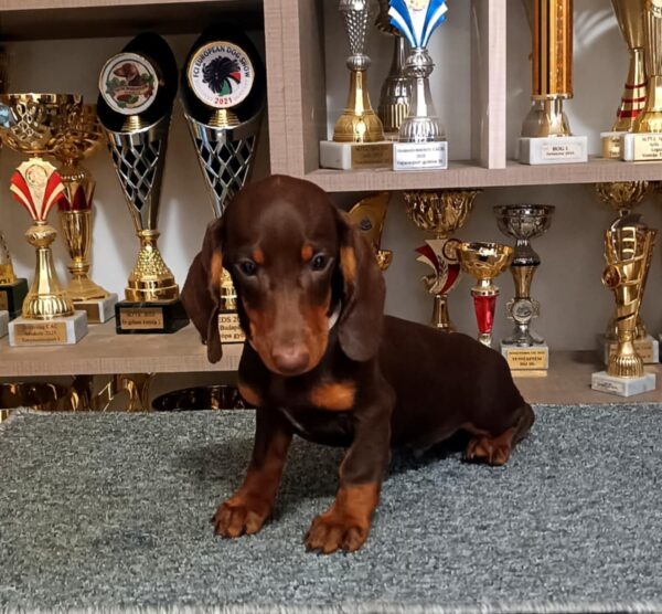 Romolusz Dachshund Romolusz Dachshund