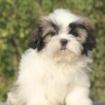Ronald-male-Shih-Tzu-puppy-for-sale-1
