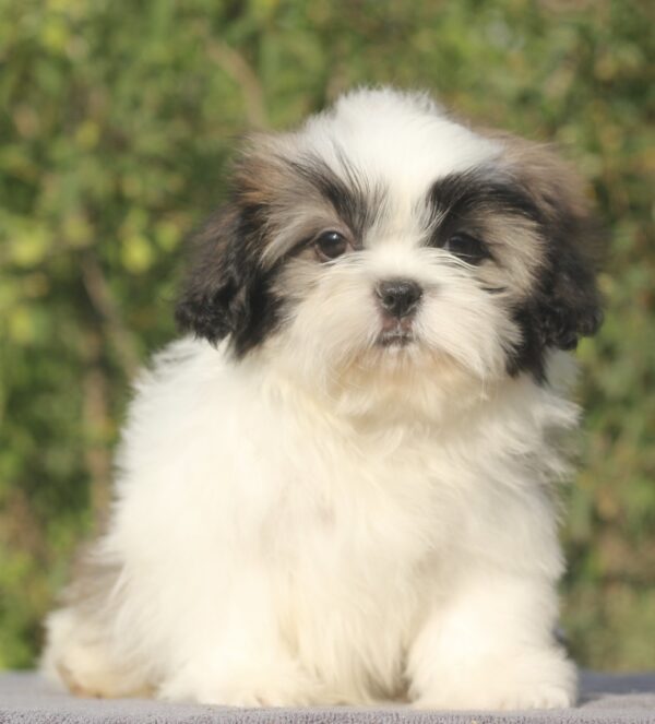 Ronald Shih Tzu Ronald Shih Tzu