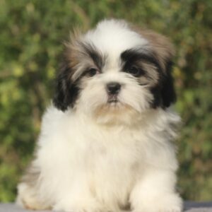 Ronald Shih Tzu