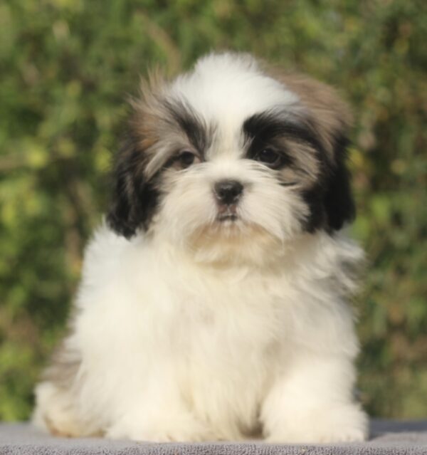 Ronald Shih Tzu Ronald Shih Tzu