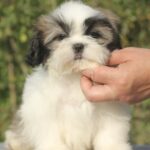 Ronald-male-Shih-Tzu-puppy-for-sale-3