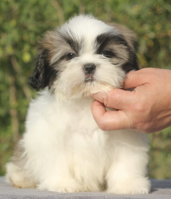 Ronald Shih Tzu Ronald Shih Tzu