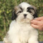 Ronald-male-Shih-Tzu-puppy-for-sale-4
