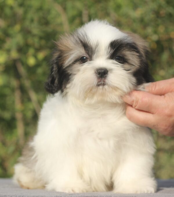 Ronald Shih Tzu Ronald Shih Tzu